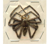 Spider sp.17 (Malaysia)